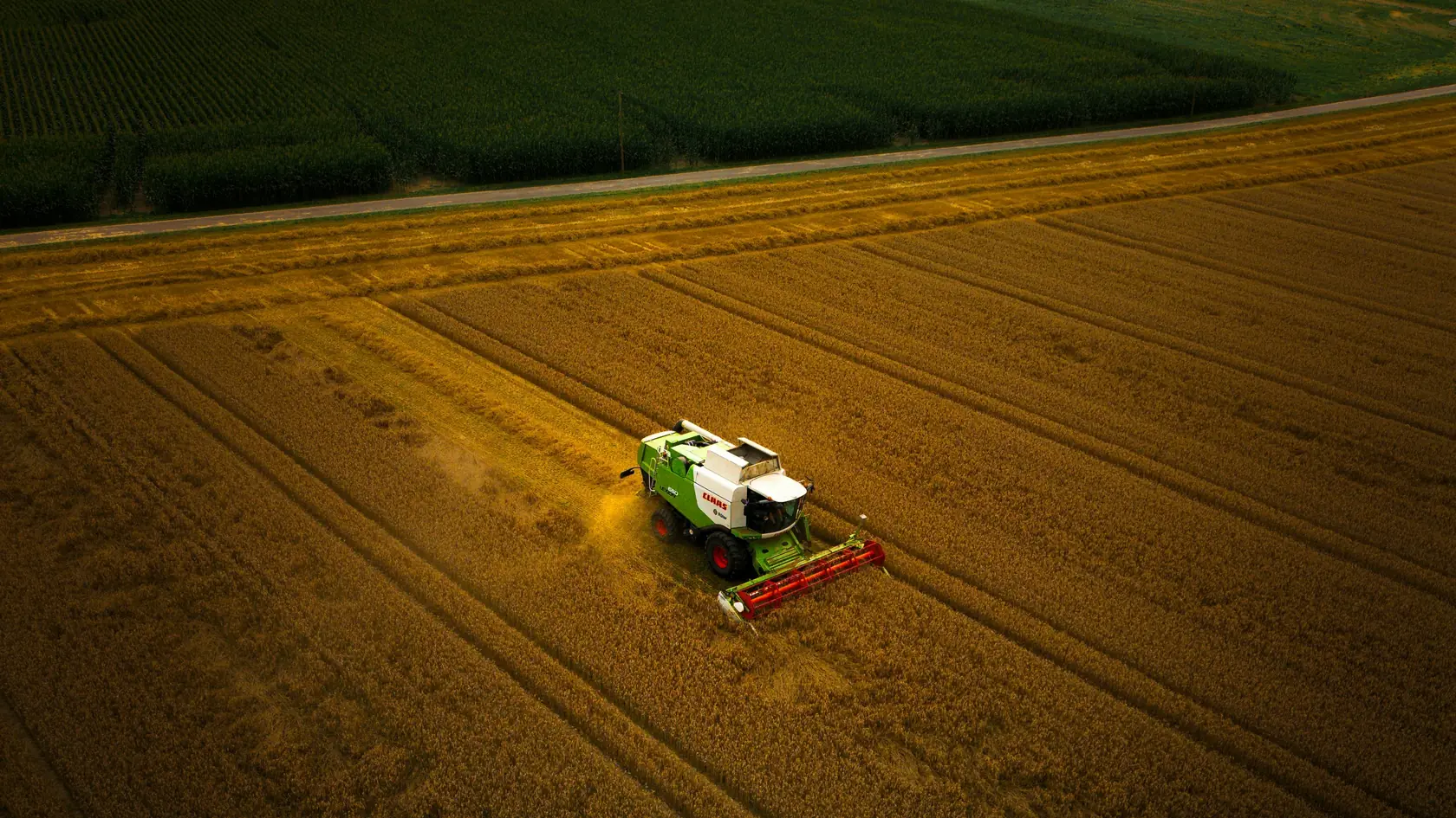 Skurtresker som tresker korn på et jorde i solnedgang, sett ovenfra